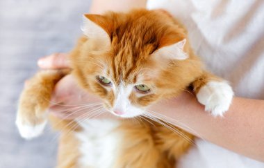 Kedi pençesi tutan insan elleri. İnsanlarla hayvanlar arasında sevgi ve dostluk. Seçici odak.