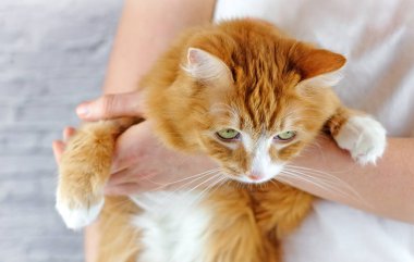 Kedi pençesi tutan insan elleri. İnsanlarla hayvanlar arasında sevgi ve dostluk. Seçici odak.