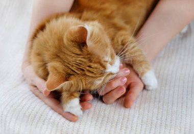 Kedi tutan insan elleri. Hayvanlara önem ver..