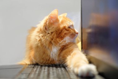 Kedi dizüstü bilgisayara bakıyor. Serbest çalışma, uzaktan çalışma, online eğitim.