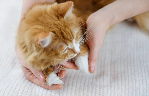 Human hands holding a cat. Care about animals.
