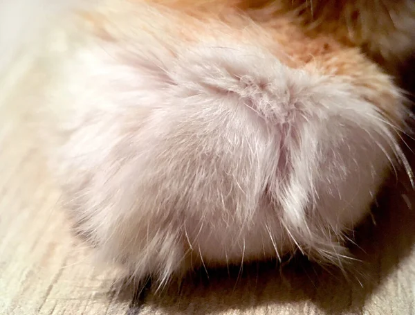 White Ginger Cat Paw Close Macro Shot — Stock Photo, Image