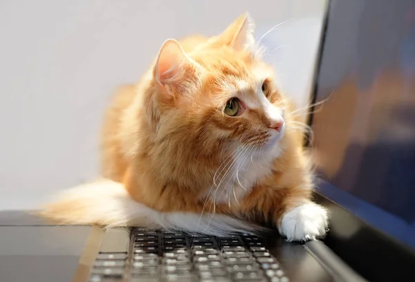 Ginger cat looks at the laptop screen. Freelance, remote work, online training.