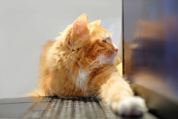 Cat Kijkt Naar Het Laptopscherm Freelance Werken Afstand Online Training Stockfoto
