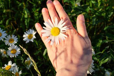 Yeşil çayır arka planındaki parmaklar arasında Daisy, yüzük olarak çiçek.