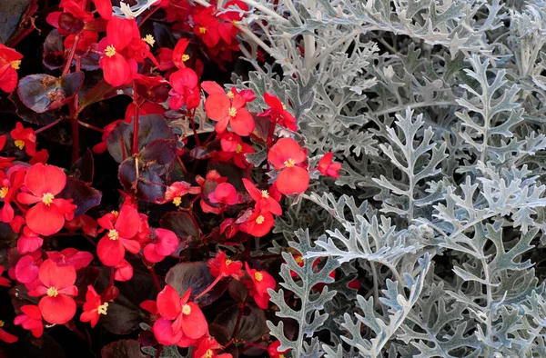 Background of blooming begonia cacullata and senecio cineraria silver leaves plant — Stock Photo, Image