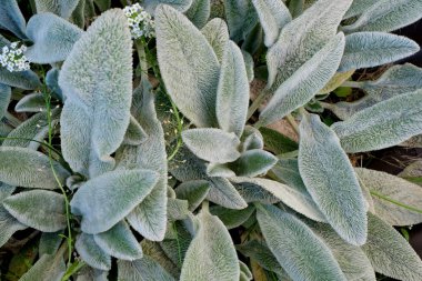 Stachys lanata, stachys olimpikası ya da kuzu kulaklığı yaprakları. Doğal arkaplan
