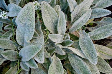 Stachys lanata, stachys olympica or young leaves of lambs ear plants. Natural background clipart