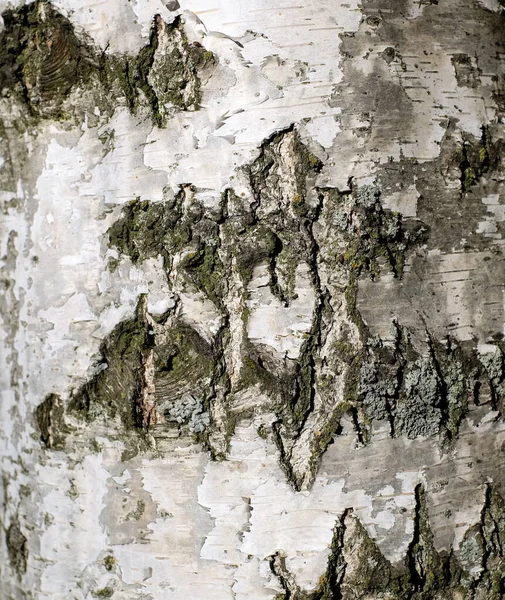 Birch tree bark texture close-up. Natural background — Stock Photo, Image