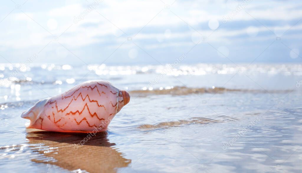 Big seashell on the water. Seaside background with copy space