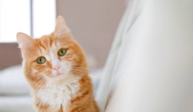 Kameraya bakan komik kızıl kedi. Evde kedi, komik hayvanlar. Boşluğu kopyala