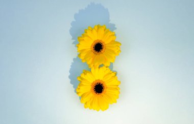 8 Mart, iki sarı çiçekle birlikte güneş ışığıyla birlikte sekiz numara. Uluslararası Kadınlar Günü. Üst Manzara. Boşluğu kopyala