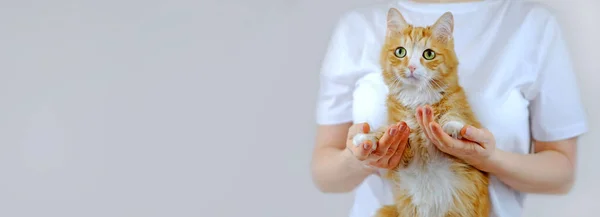 고양이 인간의 사이의 부드러운 로열티 프리 스톡 사진