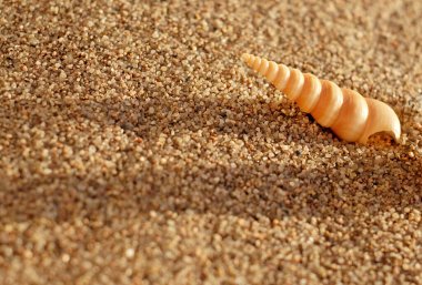 Arka planda deniz kabuğu gibi kumlu deniz kabukları ve arka planda kum, güneş ve gölgeler. Boşluğu kopyala.