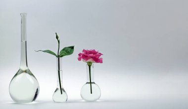 Üzerinde gül çiçekleri ve gri arka planda su olan laboratuvar bilim şişeleri. Boşluğu kopyala