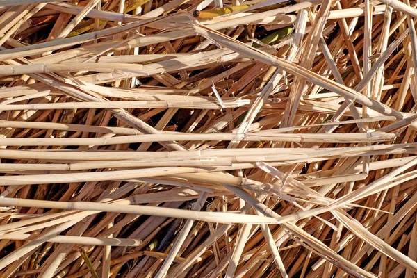 Straw abstract background texture close-up with sunlight — Stock Photo, Image