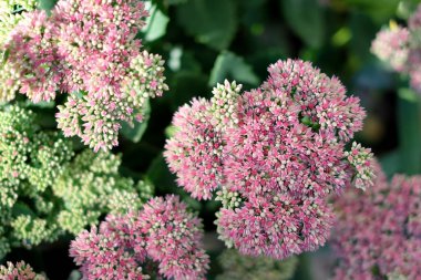 Çiçek açan hylotelephium Spectabile pembe çiçekler, doğal arka plan