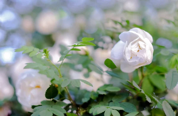 Witte bloemen van wilde rozen, natuur achtergrond — Stockfoto