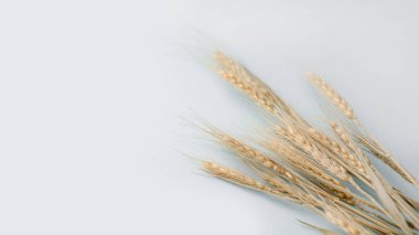 Gri arkaplanda buğday kulakları, kopyalama alanı