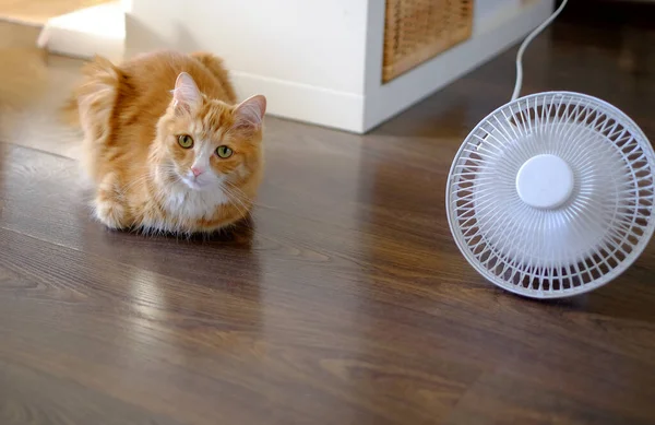 Cat and fan on floor at home. Summer heat