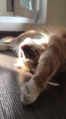 Kızıl kedi yerde yatıyor, güneşin tadını çıkarıyor.
