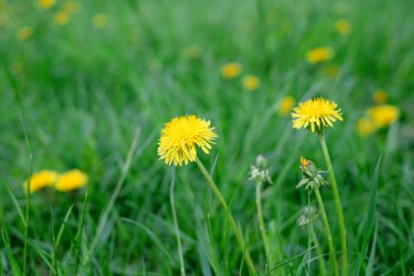 Sarı karahindiba çiçekleri yeşil bahar çayırlarında, doğal arka plan