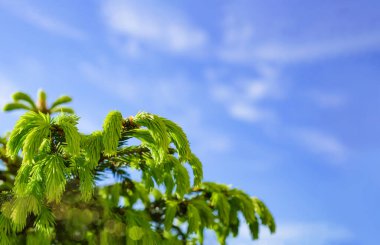 Mavi gökyüzü arka planında çam ağacının dalları, boşluğu kopyala