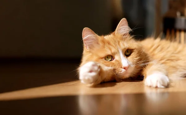 Chat roux relaxant sur le sol au soleil — Photo