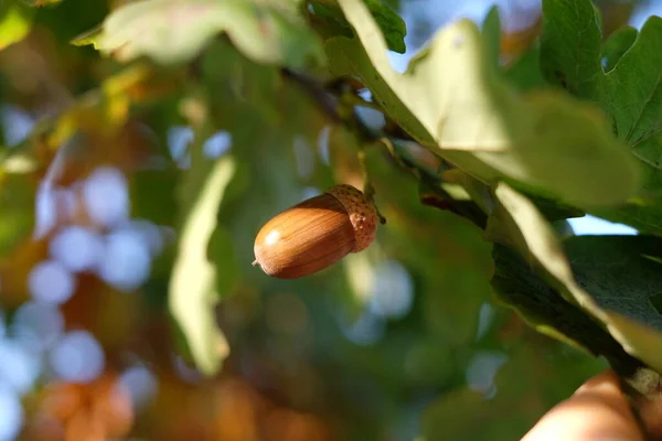 Acorn on a oak branch on green background with sunlight Rechtenvrije Stockafbeeldingen