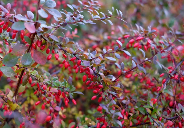 Abstract nature background of red cornus mas berry Rechtenvrije Stockfoto's