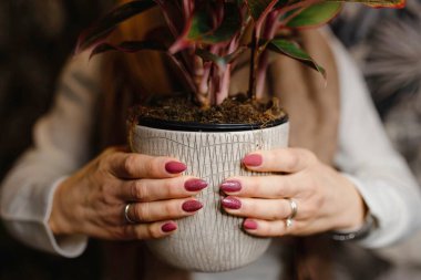 Kadın ellerini pembe tırnak cilasıyla kapat, vazoda bir bitki tutuyor..