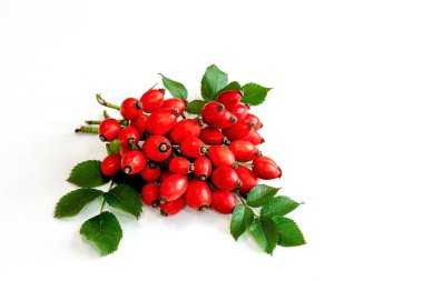 beyaz arka planda yeşil yapraklarla dalların üzerinde olgun taze gül üzümü, metin için boşluk