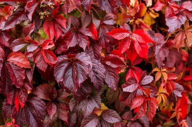 Renkli sonbahar yapraklarının arka planı. yatay düzenleme