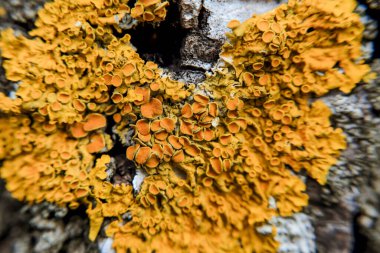 soyut parlak arkaplan, doğal bulanık arkaplan