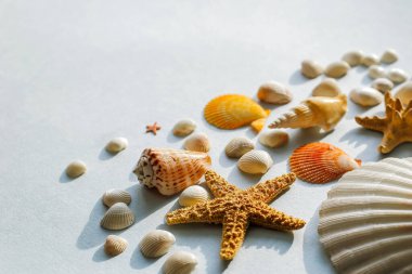 Düz yatay seyahat, birçok küçük deniz kabuğu ve deniz yıldızının güzel bir arka planı ve uzayın bir kopyası.