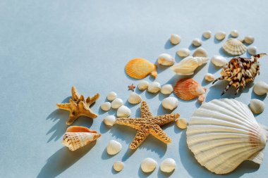 Düz yatay seyahat, birçok küçük deniz kabuğu ve deniz yıldızının güzel bir arka planı ve uzayın bir kopyası.