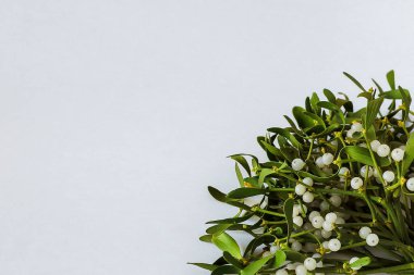 Beyaz arka planda böğürtlenli, hiç bitmeyen beyaz ökseotu dalları.