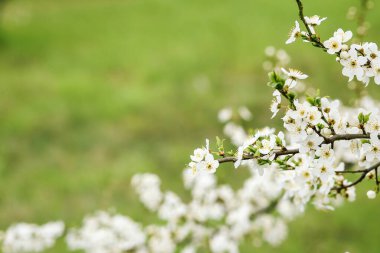 Küçük beyaz çiçeklerle çiçek açıyor, doğal yeşil bir arka planda narin bir hava dalı.
