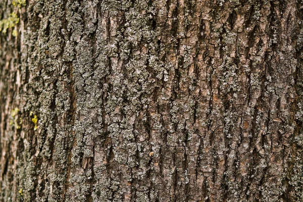 Wood Bark Rough Texture Tree Trunk Horizontal Natural Background — Stock Photo, Image