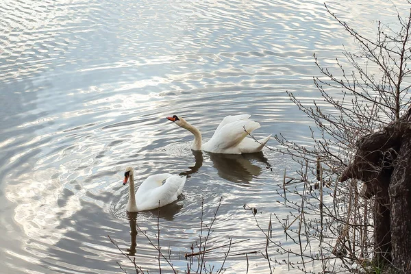 Zwei Weiße Schwäne Auf Dem Wasser See Bei Sonnenuntergang — Stockfoto