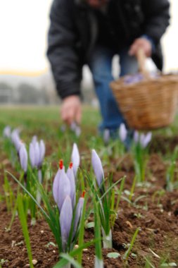 İtalya 'nın orta kesimindeki Abruzzo bölgesinde L' Aquila eyaletinde sabah erken saatlerde Zafferano di Navelli adlı İtalyan safranının çiçeklerini topladım.