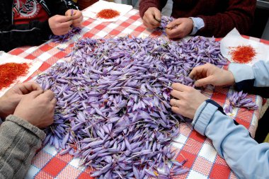 Italian saffron called Zafferano di Navelli in the province of L'Aquila in the Abruzzo region of central Italy on the table for processing and selection clipart