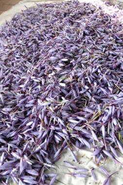 İtalya 'nın orta kesimindeki Abruzzo bölgesinde L' Aquila eyaletinde Zafferano di Navelli adlı İtalyan safranı işleme ve seçim masasında.