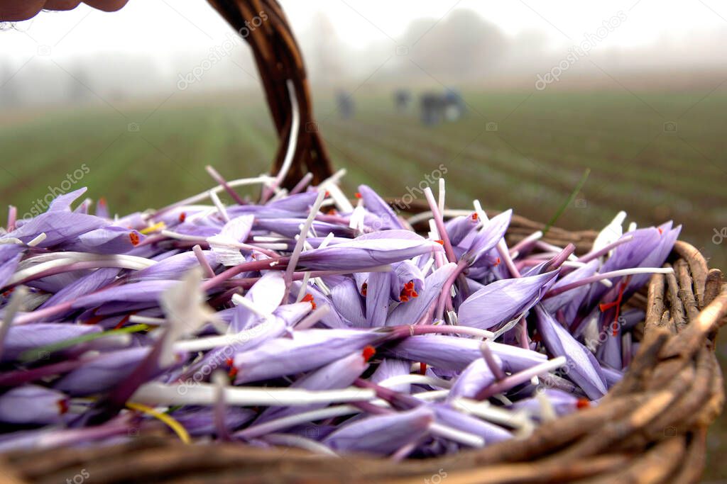 Italian saffron called Zafferano di Navelli in the province of L'Aquila in the Abruzzo region of central Italy.