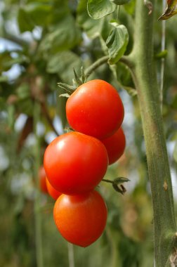 Sicilya 'da, Pachino yakınlarındaki Portopalo di Capo Passero bölgesinde gerçek Pachino domateslerinin yetiştirilmesi.