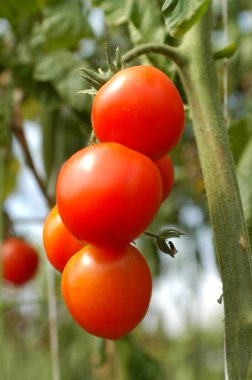 Sicilya 'da Pachino domateslerinin yetiştirilmesi Pachino yakınlarındaki Portopalo di Capo Passero bölgesinde