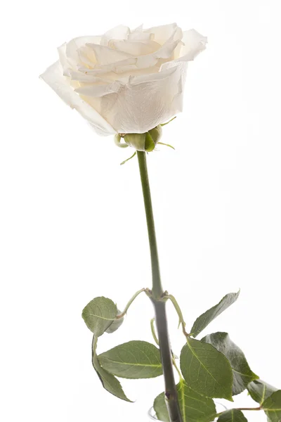 Çiçekler.