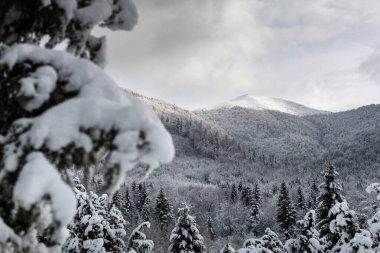 Kış ormanı Kozalaklı ve yaprak döken ağaçlar karla kaplıdır. Gökyüzü gri ya da mavi. Manzara ve doğa medeniyetten uzakta. Etrafta kimse yok. - Soğuk. Kışın dağlar.