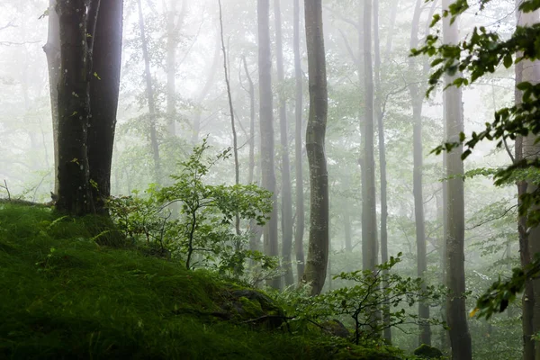 Frozen Winter Forest Fog Carpathian Ukraine — Stock Photo, Image