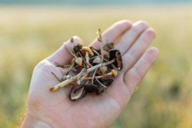 Elinde psilosibin mantarı var. Halüsinojenik ve psikedelik maddeler. Psilosibe semilanceata. - Uyuşturucu. Psilosin. Mistik ruhani bir deneyim. Dağlarda dinlen.